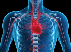 Lee más sobre el artículo Una pionera recerca de la UdG detecta noves causes de les arrítmies del cor